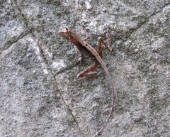 Otocryptis nigristigma