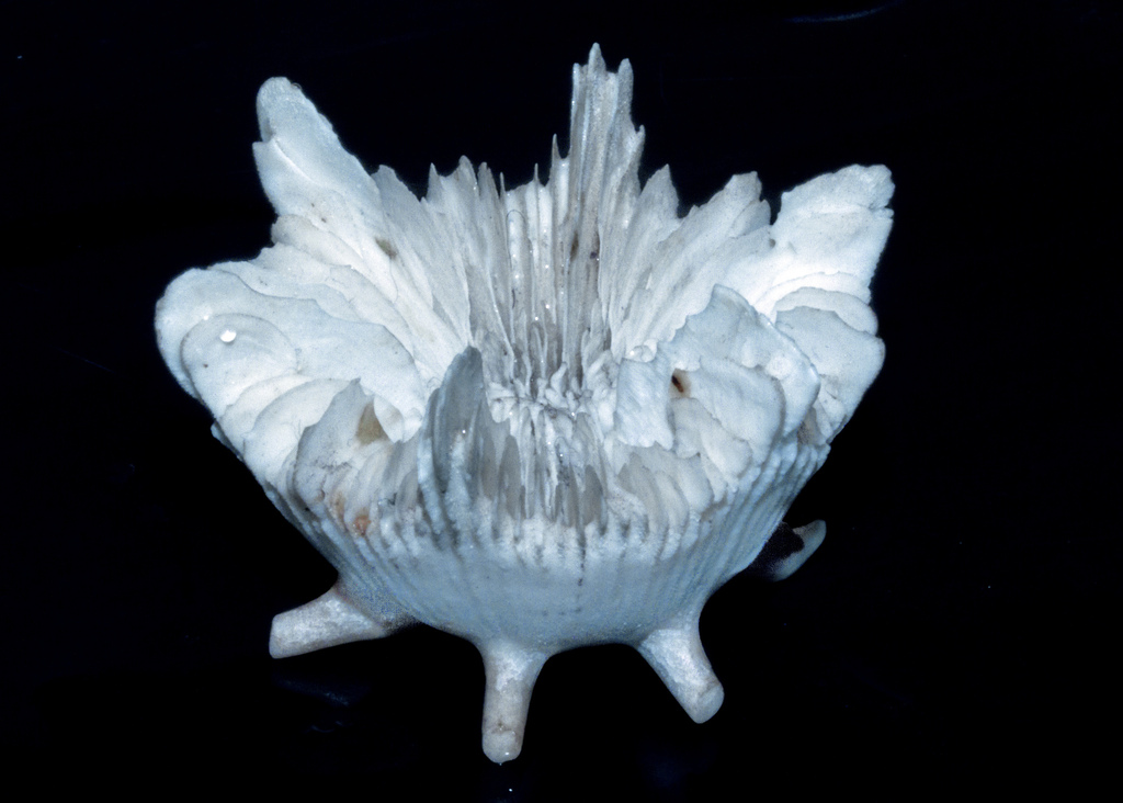 Stephanocyathus