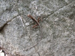 Otocryptis nigristigma