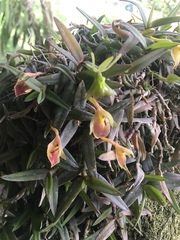 Epidendrum porpax