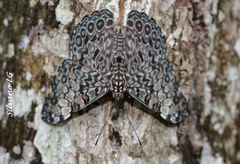 Hamadryas feronia farinulenta