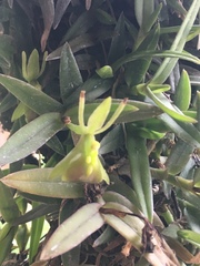 Epidendrum porpax
