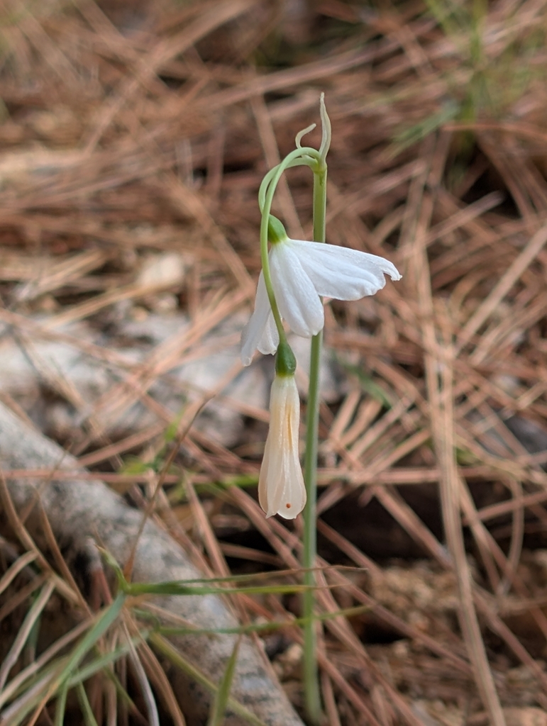 Acis ionica (Acis ionica)