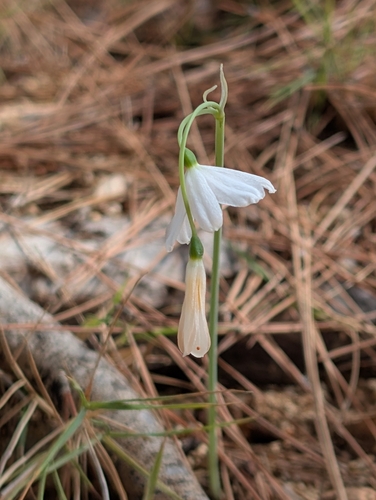 Acis ionica (Acis ionica)