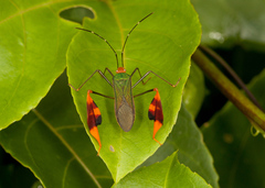 Anisoscelis foliaceus