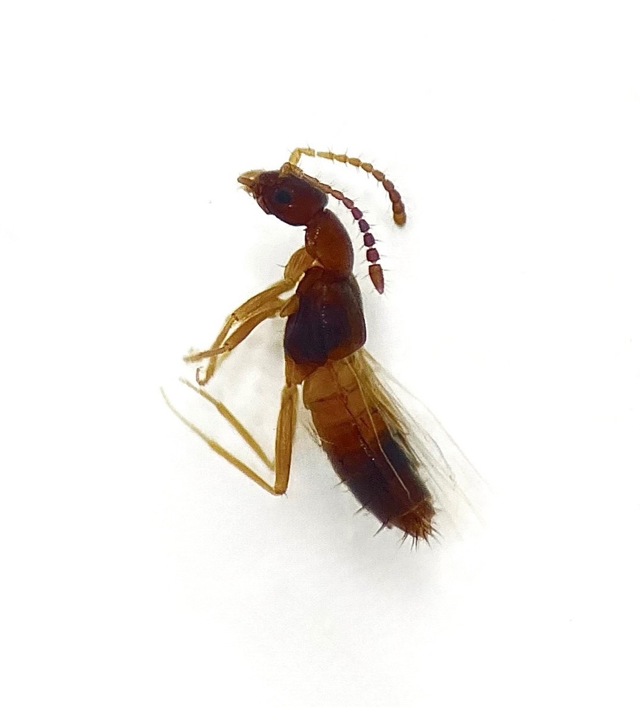 Meronera venustula thumbnail