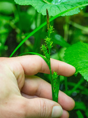 Carex scabrata
