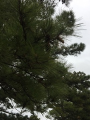 Pinus