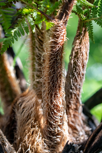 Sphaeropteris cooperi