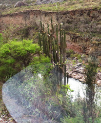 Trichocereus cuzcoensis