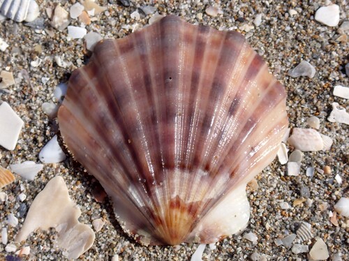 Smooth Scallop