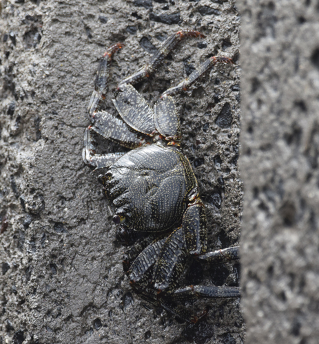 East Atlantic Sally Lightfoot Crab, photo 2 of 10