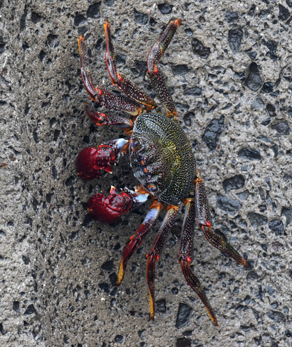 East Atlantic Sally Lightfoot Crab, photo 3 of 10