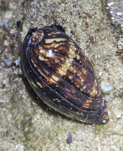 Cypraea maculifera observed 2025-09-08