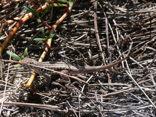Inagua Curlytail Lizard, Leiocephalus inaguae