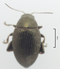 Chaetocnema paspalae