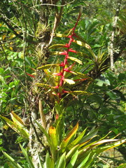 Tillandsia fendleri