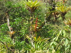 Tillandsia fendleri