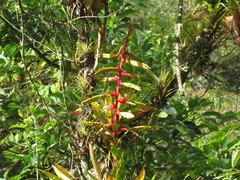 Tillandsia fendleri