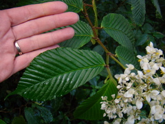 Begonia cooperi