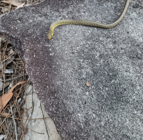 Common Tree Snake sighting