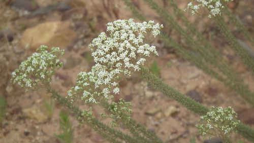 Image of Selago dolosa by (c) Shaun Swanepoel, some rights reserved (CC BY)