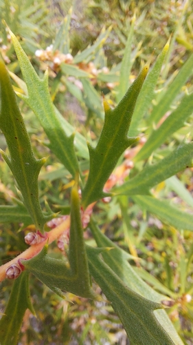 Hakea florida, photograph 4