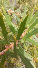 Hakea florida, photograph Sandra Pearce, CC0, iNaturalist via GBIF