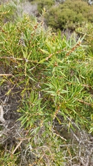 Hakea florida, photograph Sandra Pearce, CC0, iNaturalist via GBIF