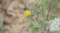 Berkheya heterophylla