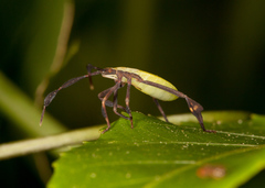 Anisoscelis foliaceus