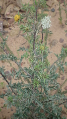 Berkheya heterophylla