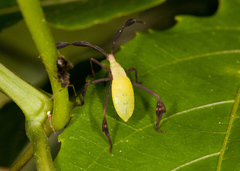 Anisoscelis foliaceus