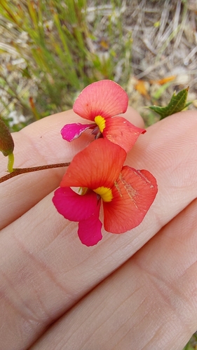 Holly flame pea (Chorizema ilicifolium)