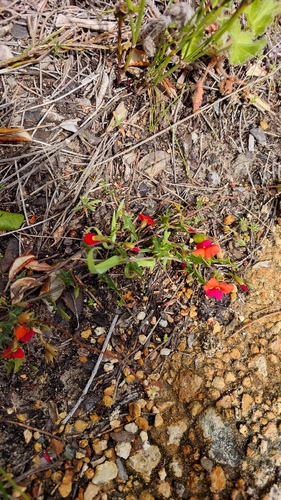 Chorizema ilicifolium, photograph 2