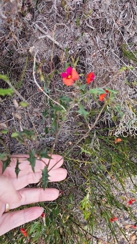 Chorizema ilicifolium, photograph 3