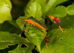 Anisoscelis foliaceus