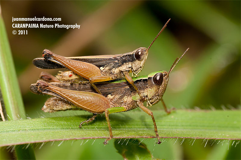 Orphulella concinnula