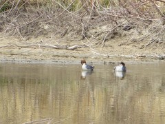 Mergus merganser