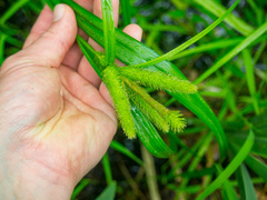 Carex comosa