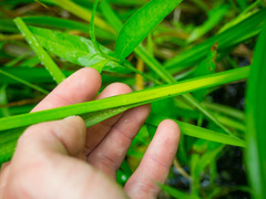 Carex comosa