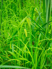 Carex comosa