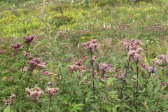 Eupatorium glehnii