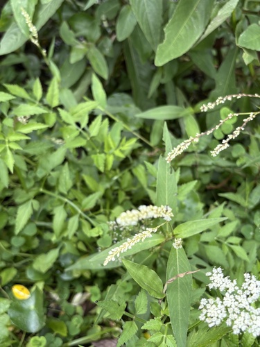 Persicaria barbata, photograph 4