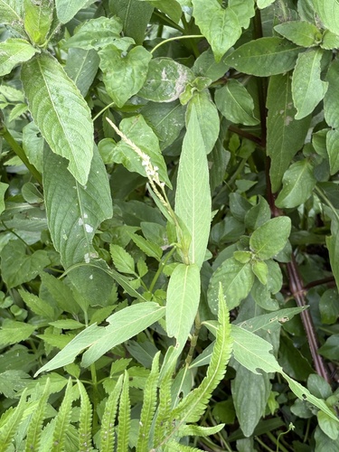 Persicaria barbata, photograph 5