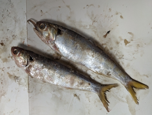 Anchovy (Thryssa setirostris) — Engraulidae — 4