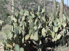 Opuntia chlorotica