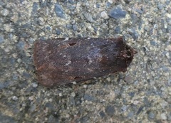 Austramathes purpurea