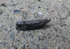 Strepsicrates ejectana