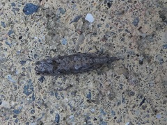 Strepsicrates ejectana